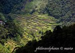 Banaue Rice Terraces